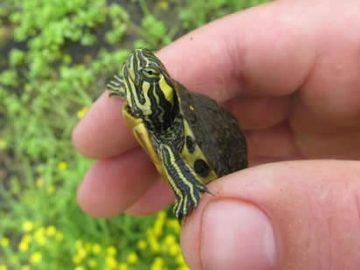 Su Kaplumbağası Nasıl Beslenir?